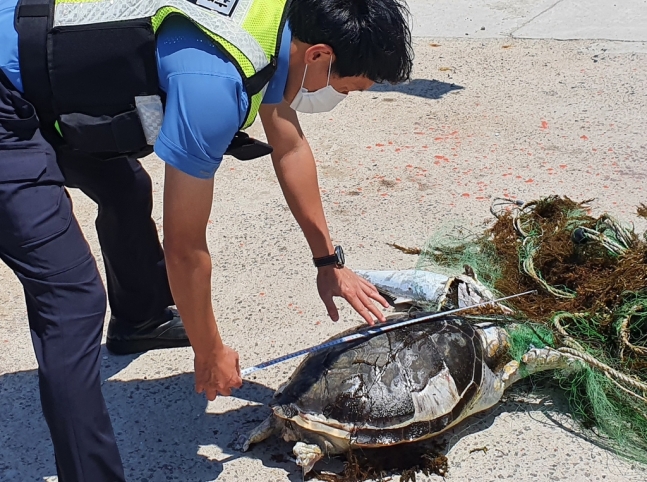 2021년 5월, 제주시 조천읍 서우봉 북동쪽 해상에서 발견된 푸른바다거북 사체(사진=제주해양경찰서 제공)