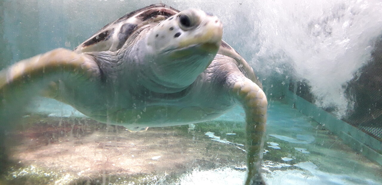 제주도에서 가장 많이 발견되는 푸른바다거북은 성체가 되면 채식으로 전환한다(사진=제주자연의벗 제공)
