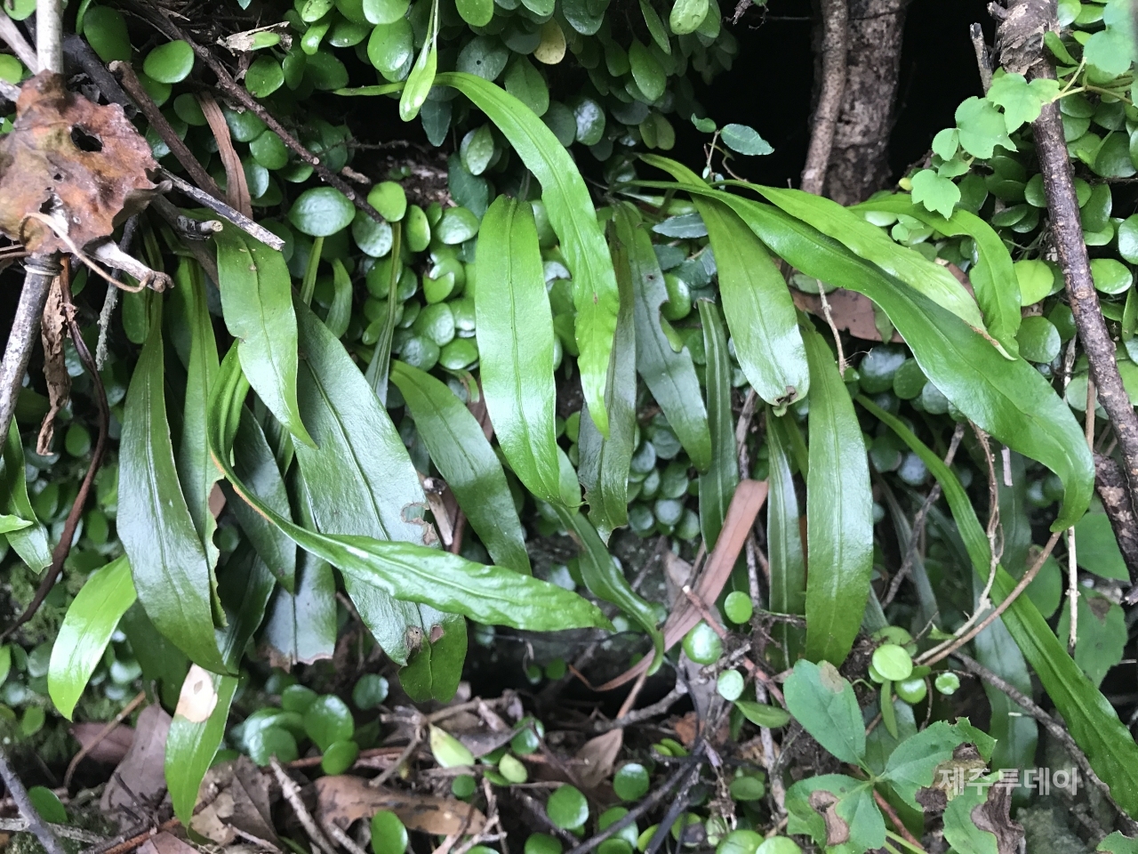 곶자왈사람들이 제주자연체험파크사업부지 내에서 확인한 멸종위기 2급 식물 버들일엽. 환경영향평가서에는버들일엽이 누락됐다.(사진=곶자왈사람들 제공)