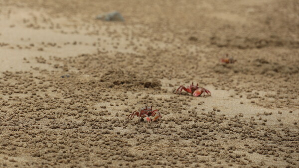 먹이활동 중인 달랑게(사진=김정도 제공)