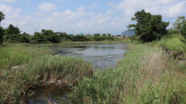 달랑게 서식지 뒤편 습지전경(사진=김정도 제공)