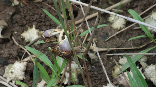 갯게(사진=김정도 제공)