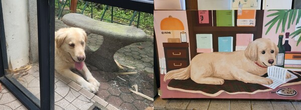 한뼘책방의 마스코트 '조금'. 왼쪽 사진은 책방지기 지인이 그린 조금이다. (사진=요행)