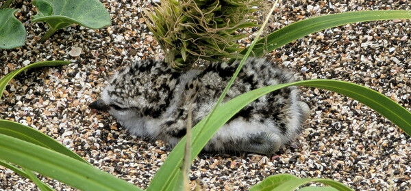 ▲ 해안사구 염생식물 사이에 숨어있는 흰물떼새 새끼(사진=제주자연의벗 제공)