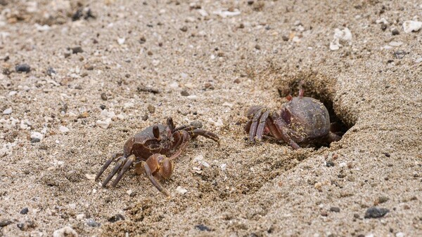 ▲ 해안사구에 서식하는 달랑게(사진=임형묵, 제주자연의벗 제공)