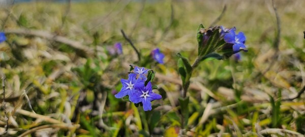 ​▲ 해안사구에 사는 염생식물, 반디지치(사진=제주자연의벗 제공)