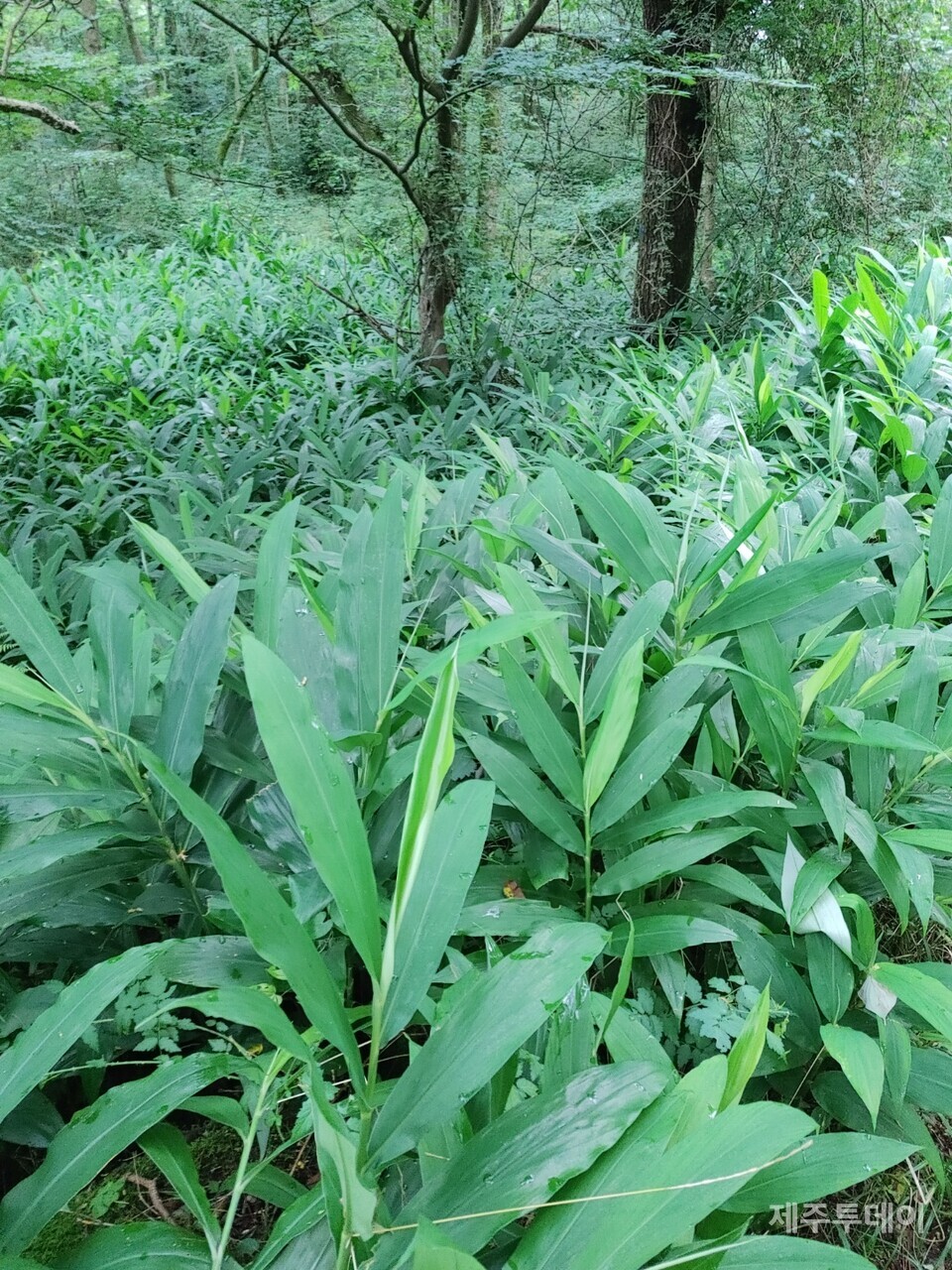 양애. (사진=송기남)