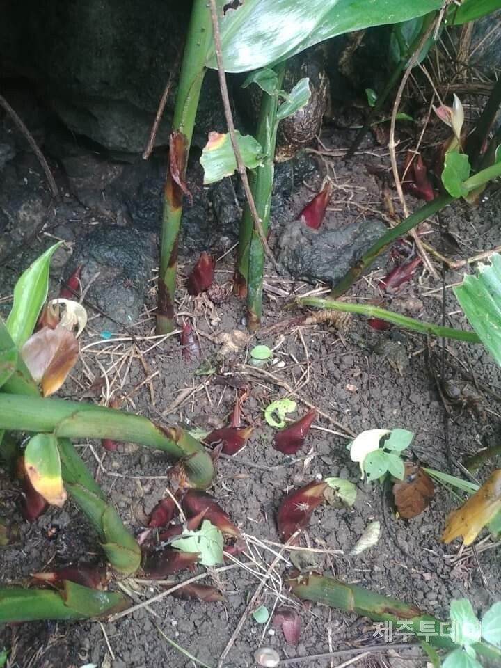 양애. (사진=송기남)