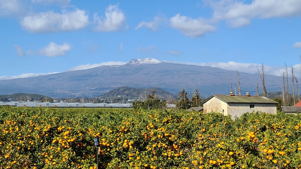 [한라산이 보이는 '감귤밭']