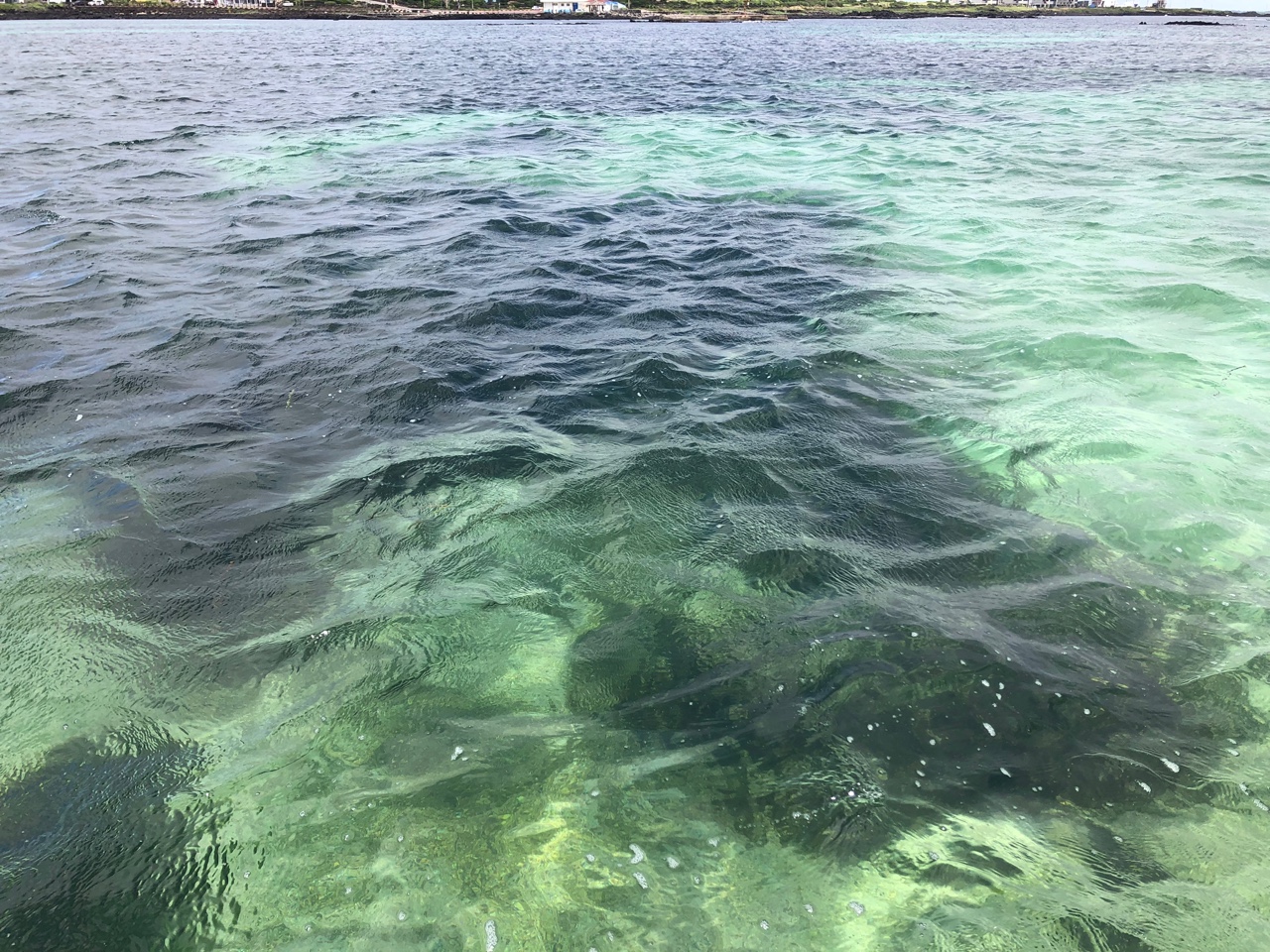  토끼섬 해역의 잘피숲. 검은색 부분이 잘피숲으로서 광범위하게 분포함을 알 수 있다.(사진=양수남 제공)