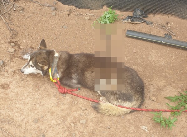 지난 26일 오전 8시 29분께 제주시 한경면의 한 도로에서 몸통에 화살이 박힌 채 돌아다니는 개가 발견됐다. (사진=제주시 제공)