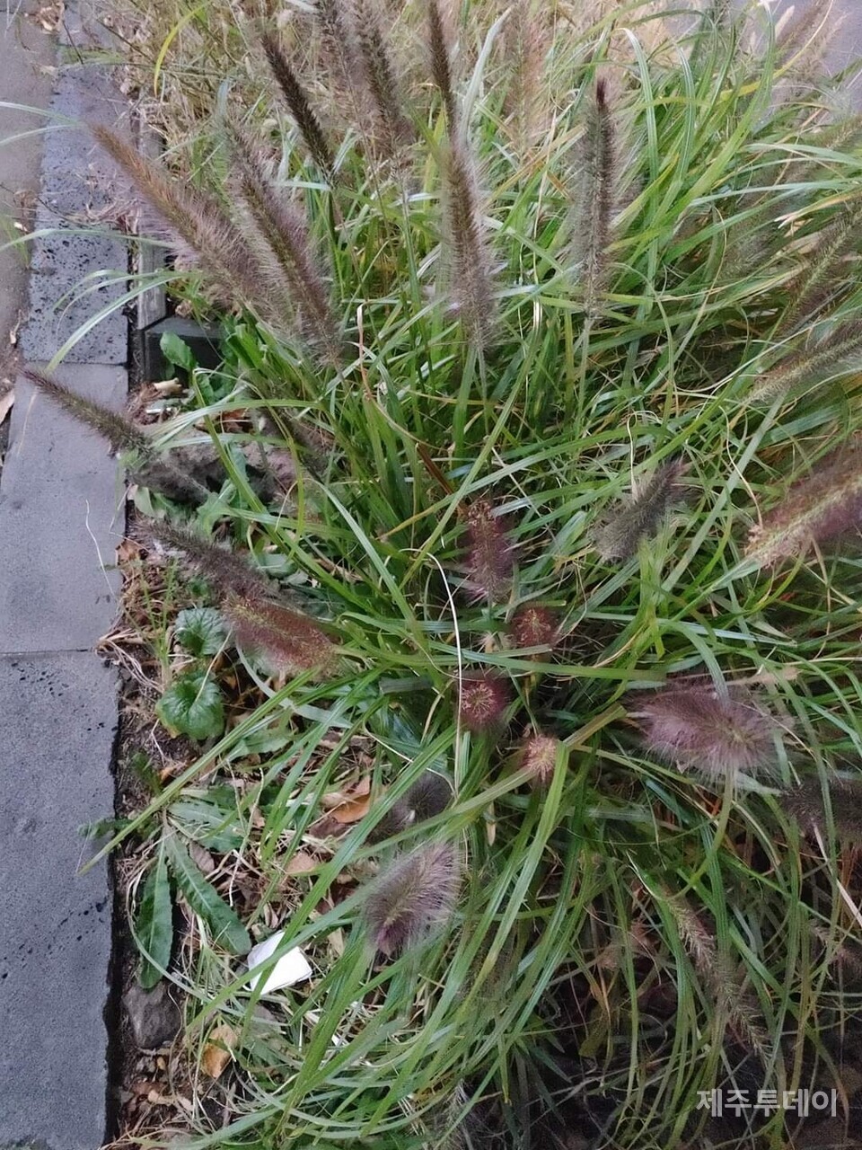 수크령. 제주어로 글리역. (사진=송기남)