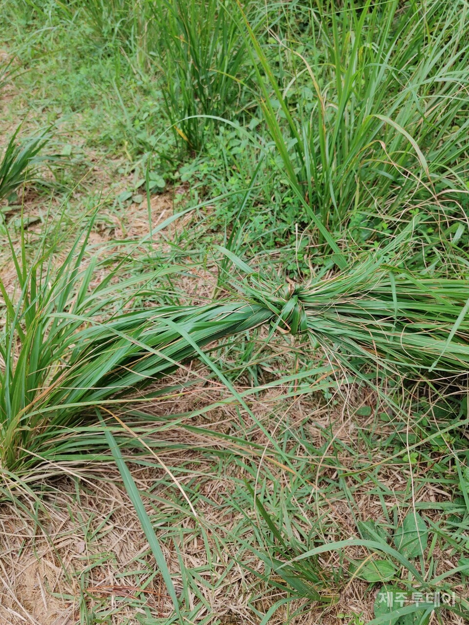 고사성어 결초보은 유래에 등장하는 풀을 묶은 모양. (사진=송기남)