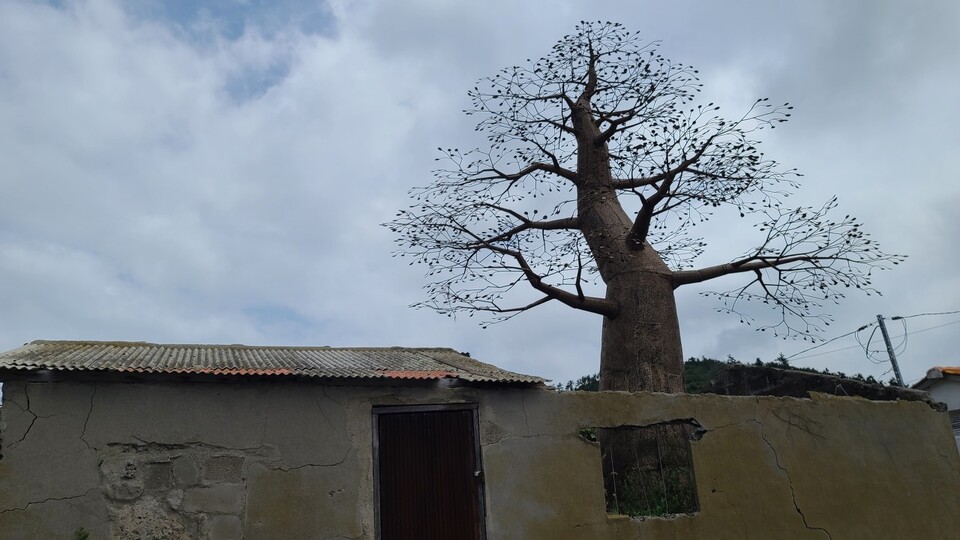 폐가에 우뚝 솟은 숟가락 나무(마을 수호목) 
