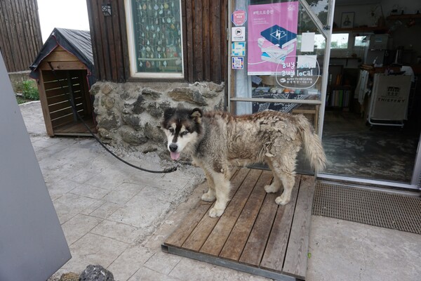 제주시 애월읍에 위치한 '숨쉬는 오늘 그림책방' 마스코트 '멍게'. (사진=요행)