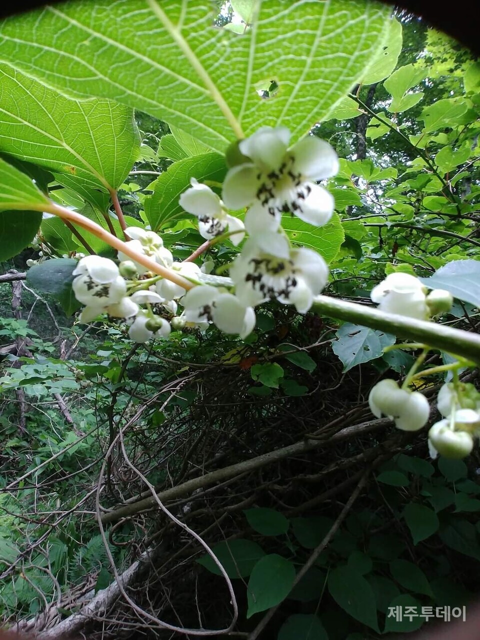 다래꽃. (사진=송기남)