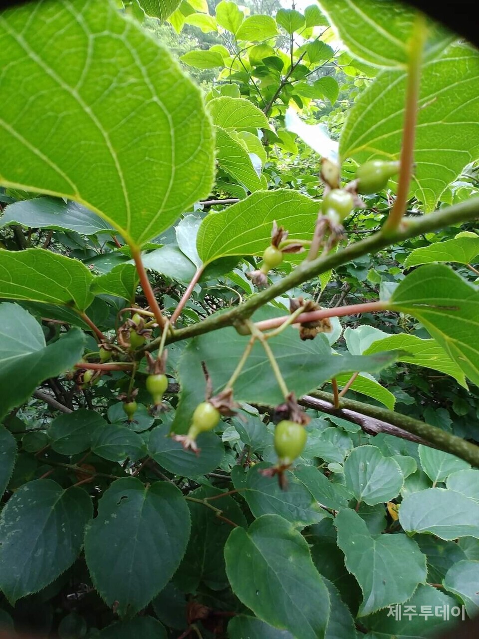 다래나무. (사진=송기남)