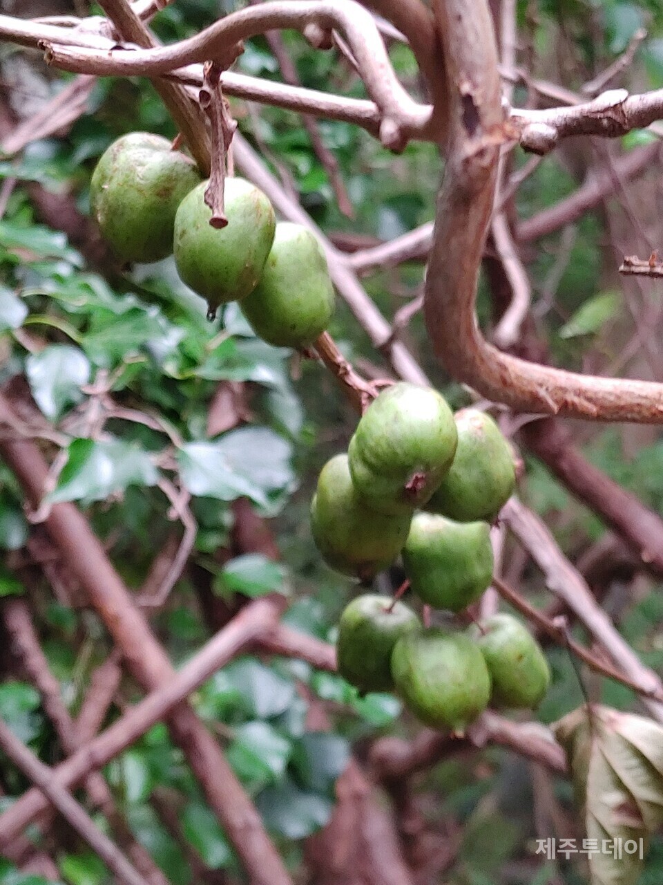 다래나무. (사진=송기남)