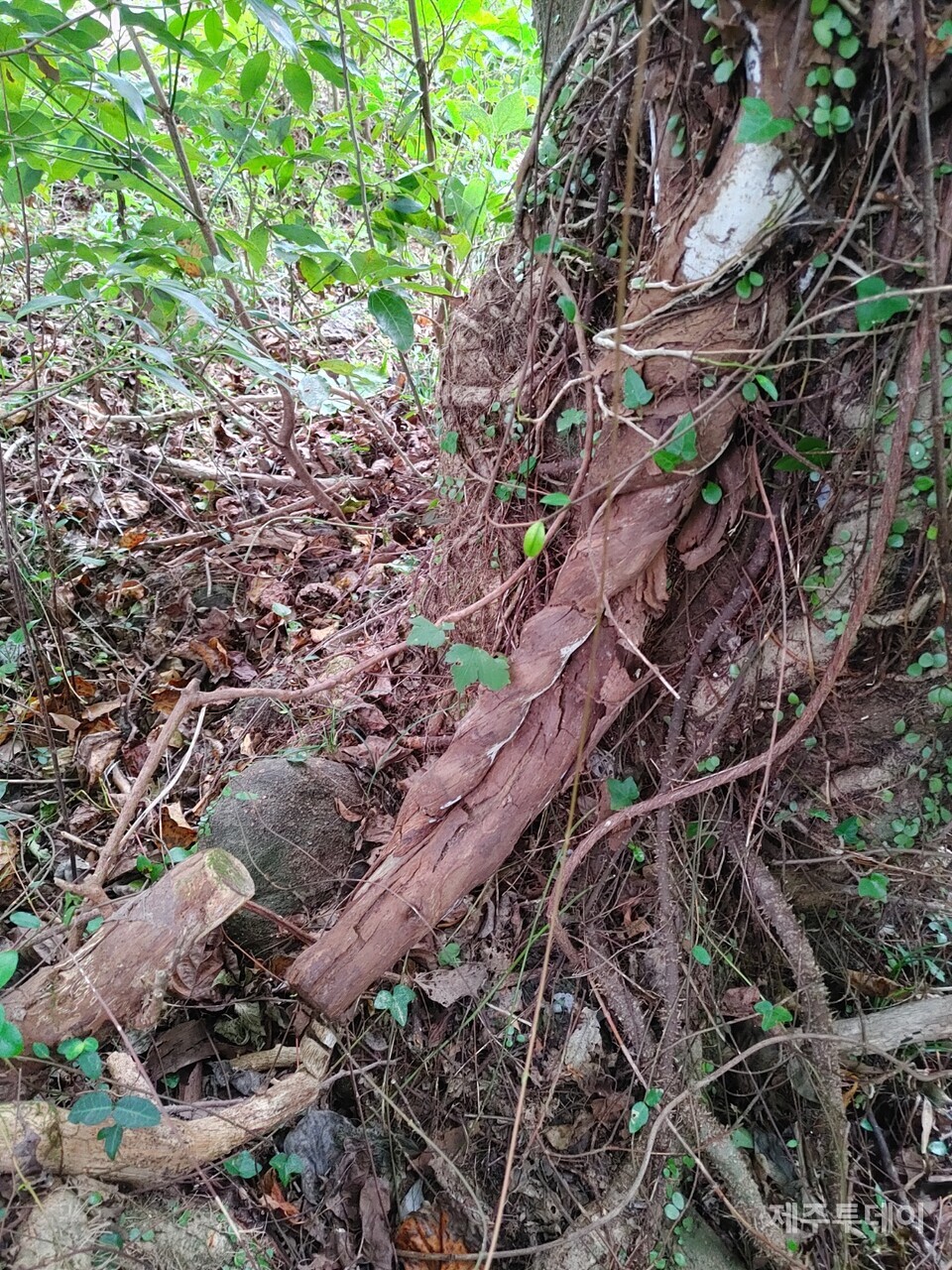 다래나무. (사진=송기남)