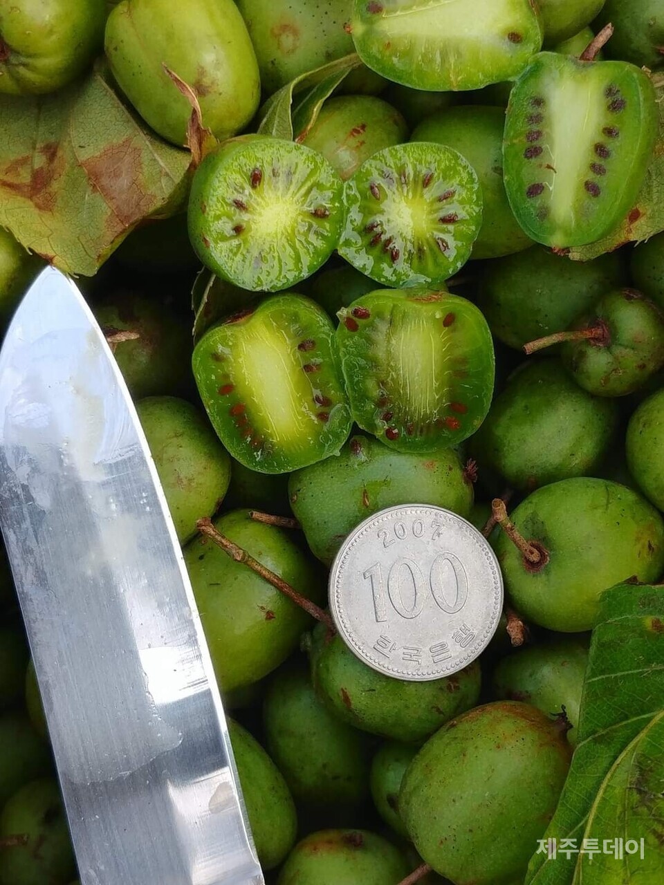 다래. (사진=송기남)