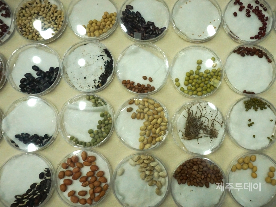 지난 4월22일 오후 제주시 연동 농어업인회관 1층에서 전국여성농민회총연합제주도연합이 2022년 토종발대식을 진행하고 있다. (사진=조수진 기자)