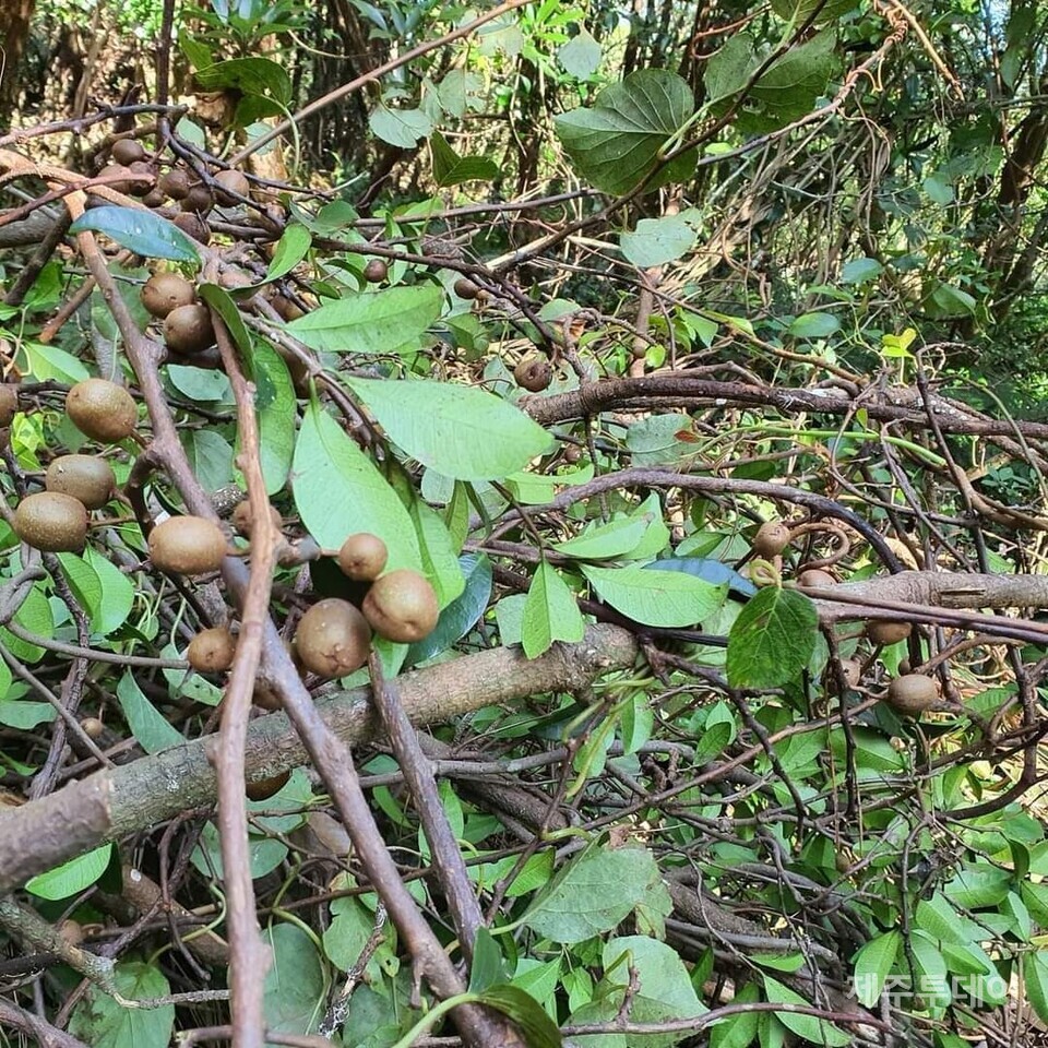 죽은듸 참다래 열매. (사진=송기남)