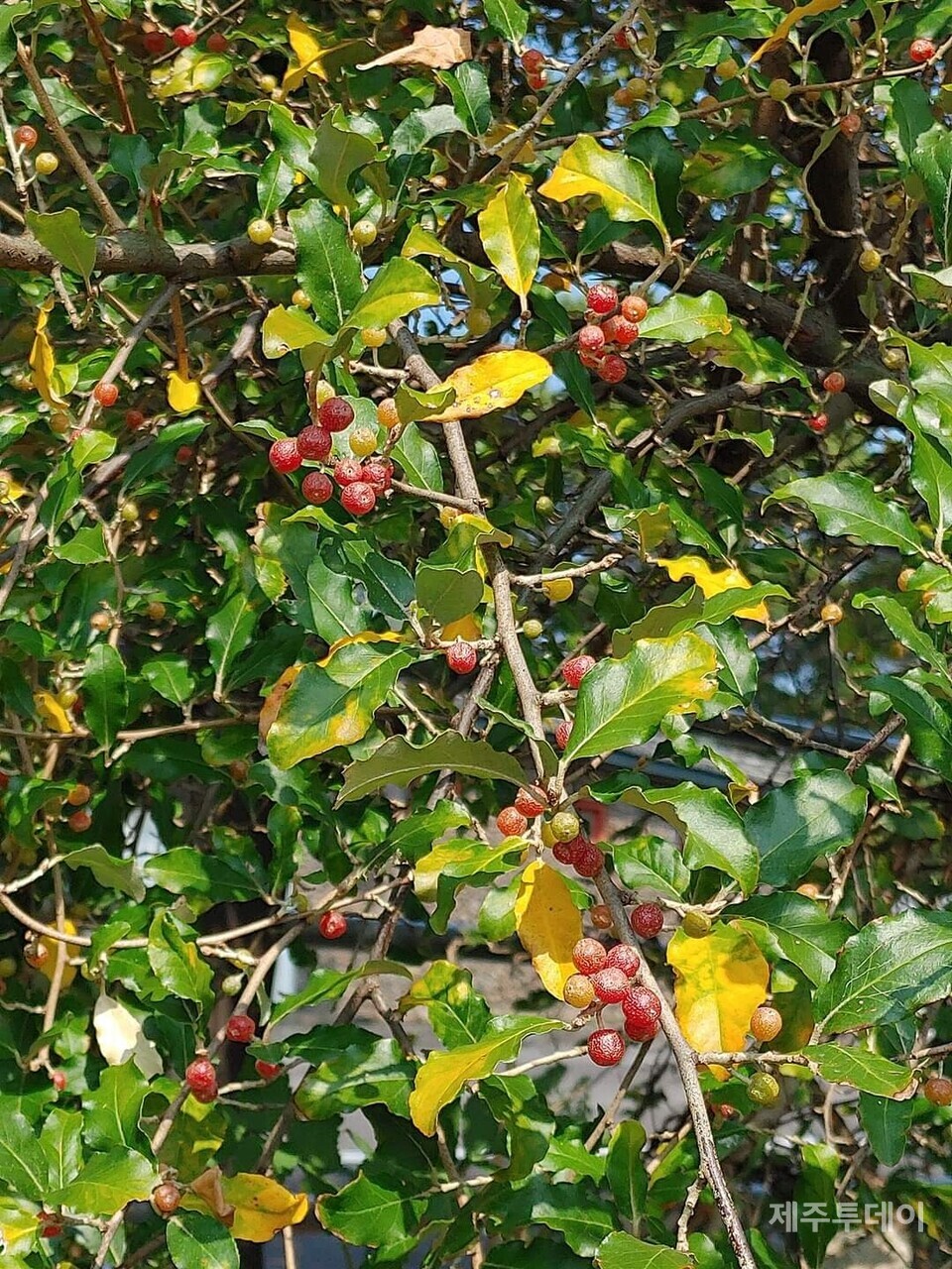 보리수나무. (사진=송기남)