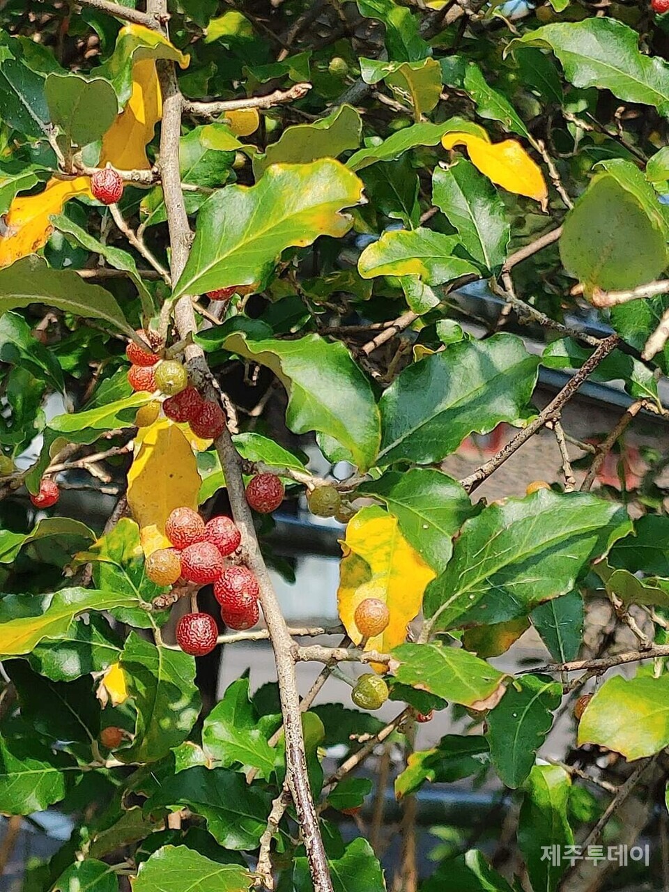 보리수나무. (사진=송기남)