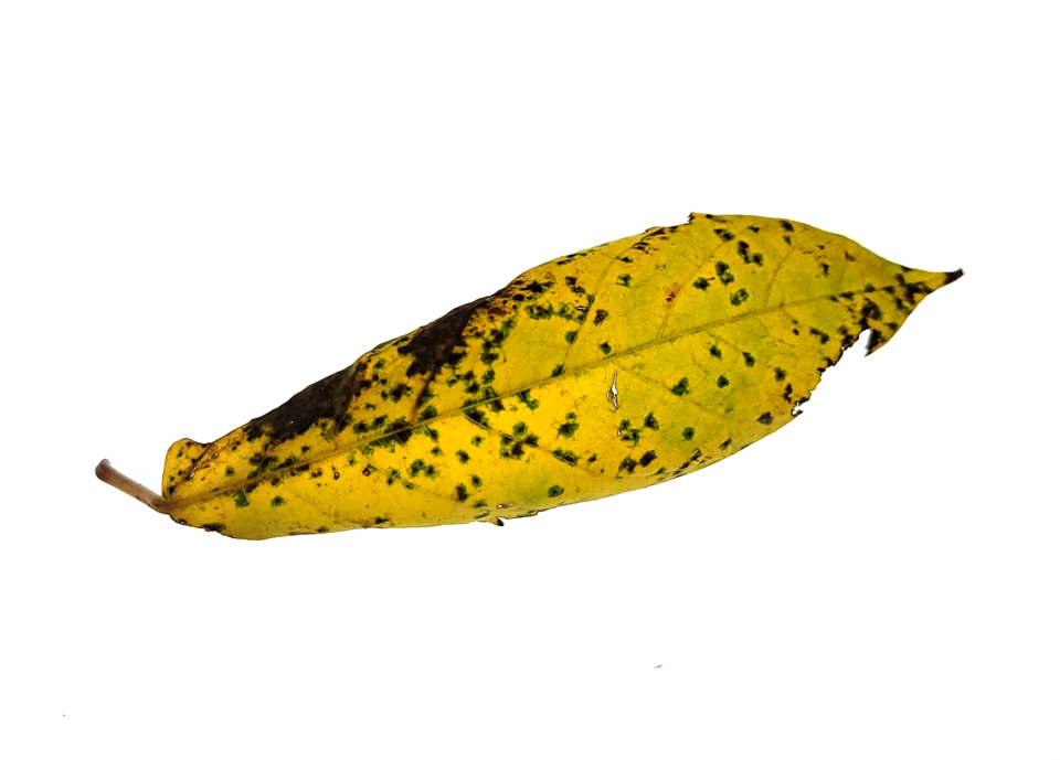 가을 태풍이 예쁜 단풍에 지미를 새겼다. (사진=고승욱)