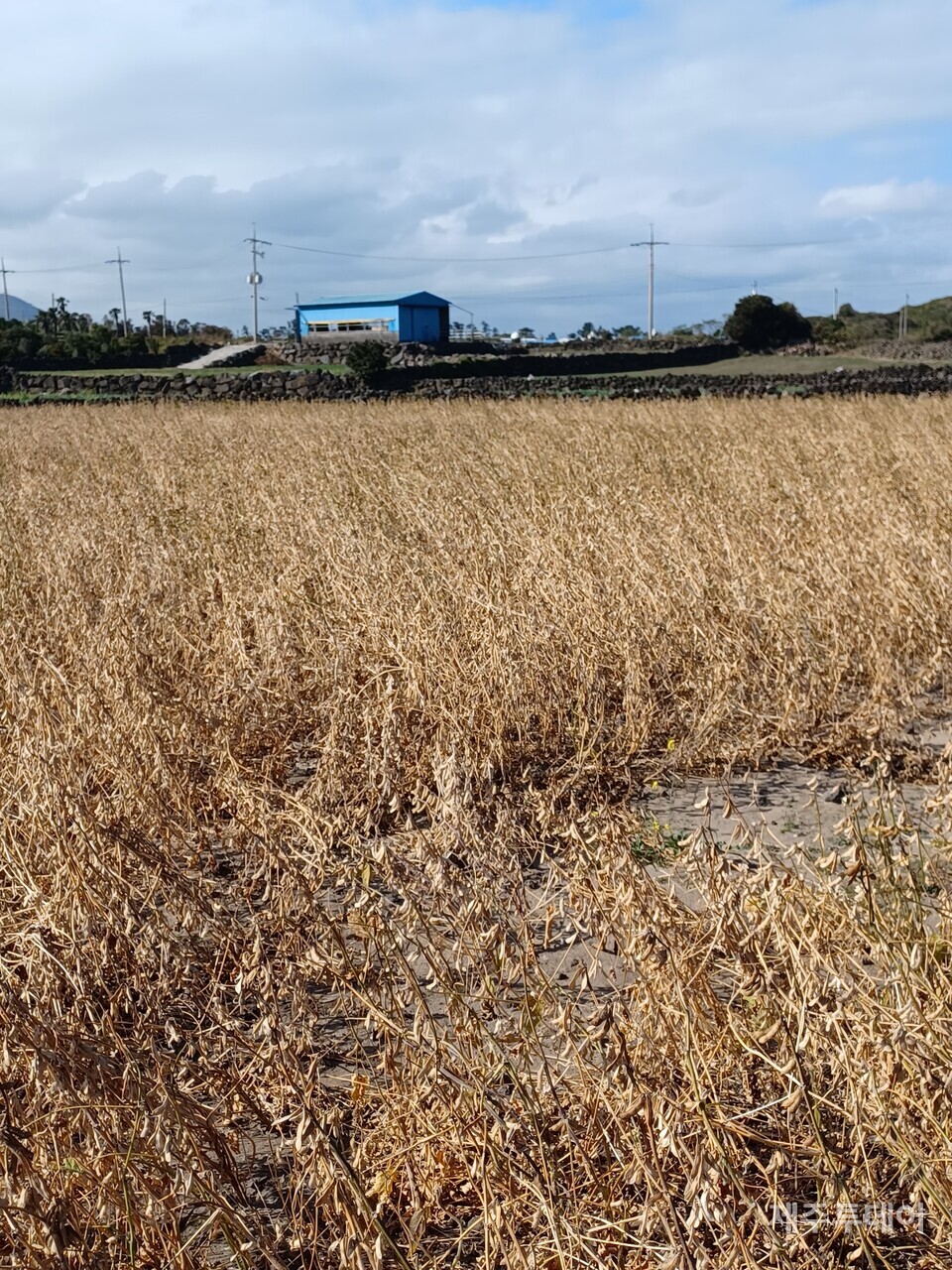 수확을 앞둔 장기콩. 태풍 피해로 작황이 좋지 않아 보인다.(사진=김연주)