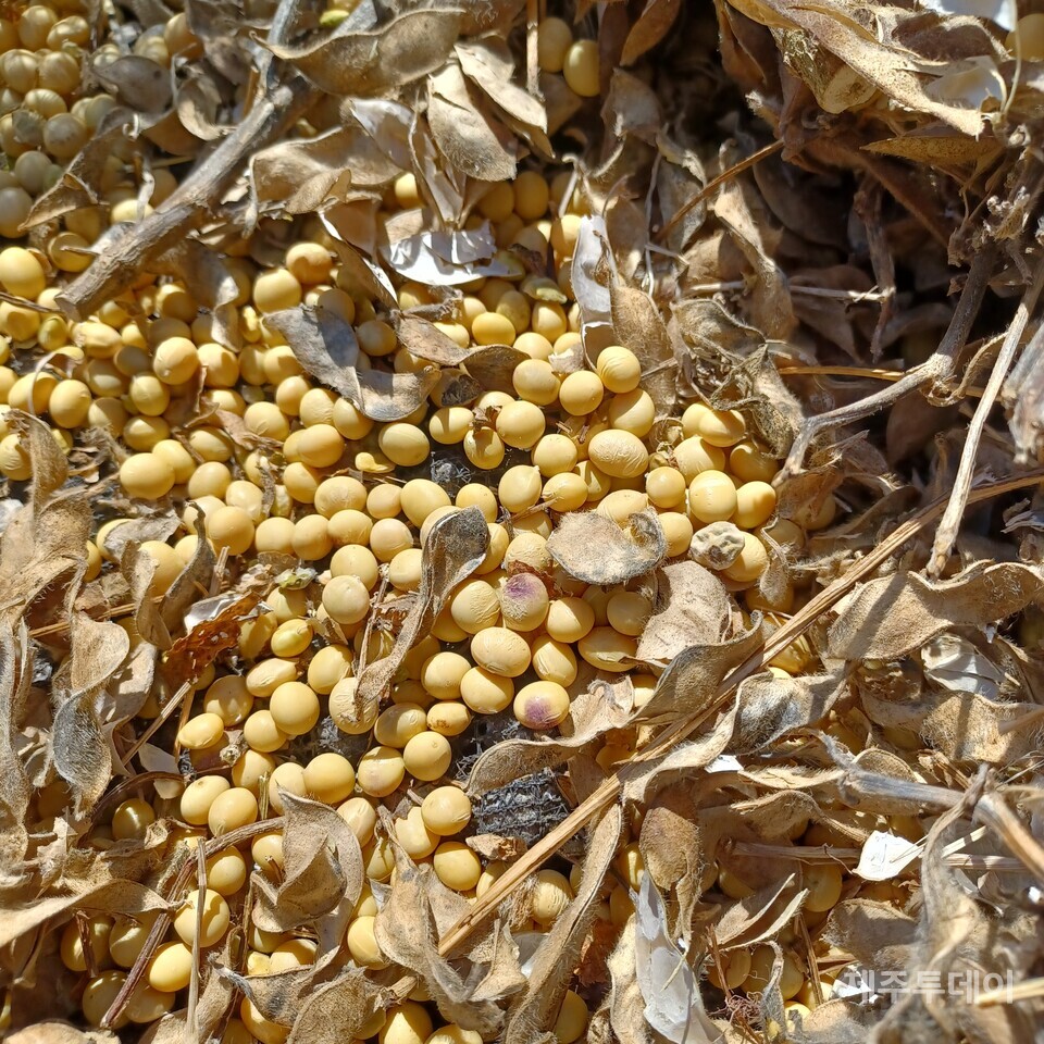 부엉다리콩과 선비콩. 선비콩은 과거보러가는 선비가 간식으로 가지고 길을 떠났다는 이야기가 있고 초록콩에 검은 반점이 선비의 먹물이라는 이야기도 있다. (사진=김연주)