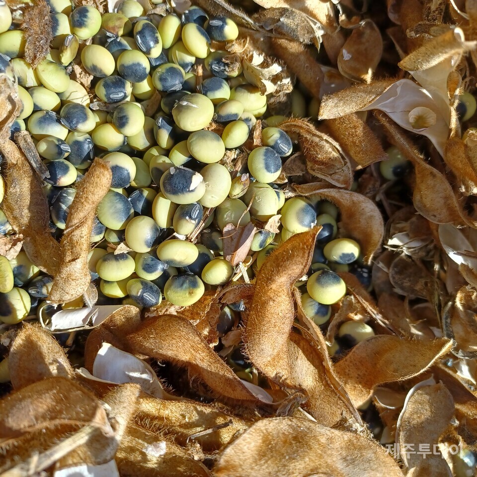 선비콩은 과거 보러가는 선비가 간식으로 가지고 길을 떠났다는 이야기가 있고 초록콩에 검은 반점이 선비의 먹물이라는 이야기도 있다. (사진=김연주)