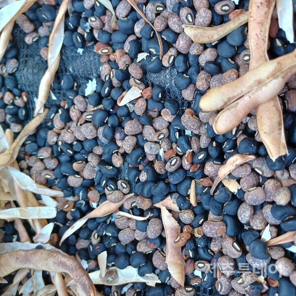 검은동부와 개파리동부가 섞여있다. 동부 갈무리 중. (사진=김연주)