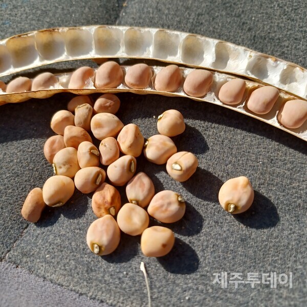 사람의 어금니를 닮은 어금니동부. 알이 굵어 나의 마음을 흔들었다 수확량이 많겠는걸? 하고. (사진=김연주)