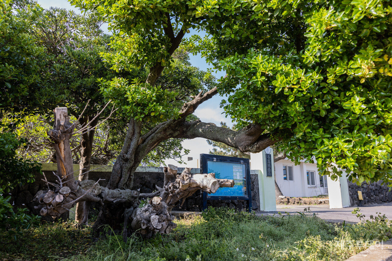 우도경찰파견소 옛 터. 지금은 같은 자리에 우도파출소가 들어섰다. (사진=양동규 작가)