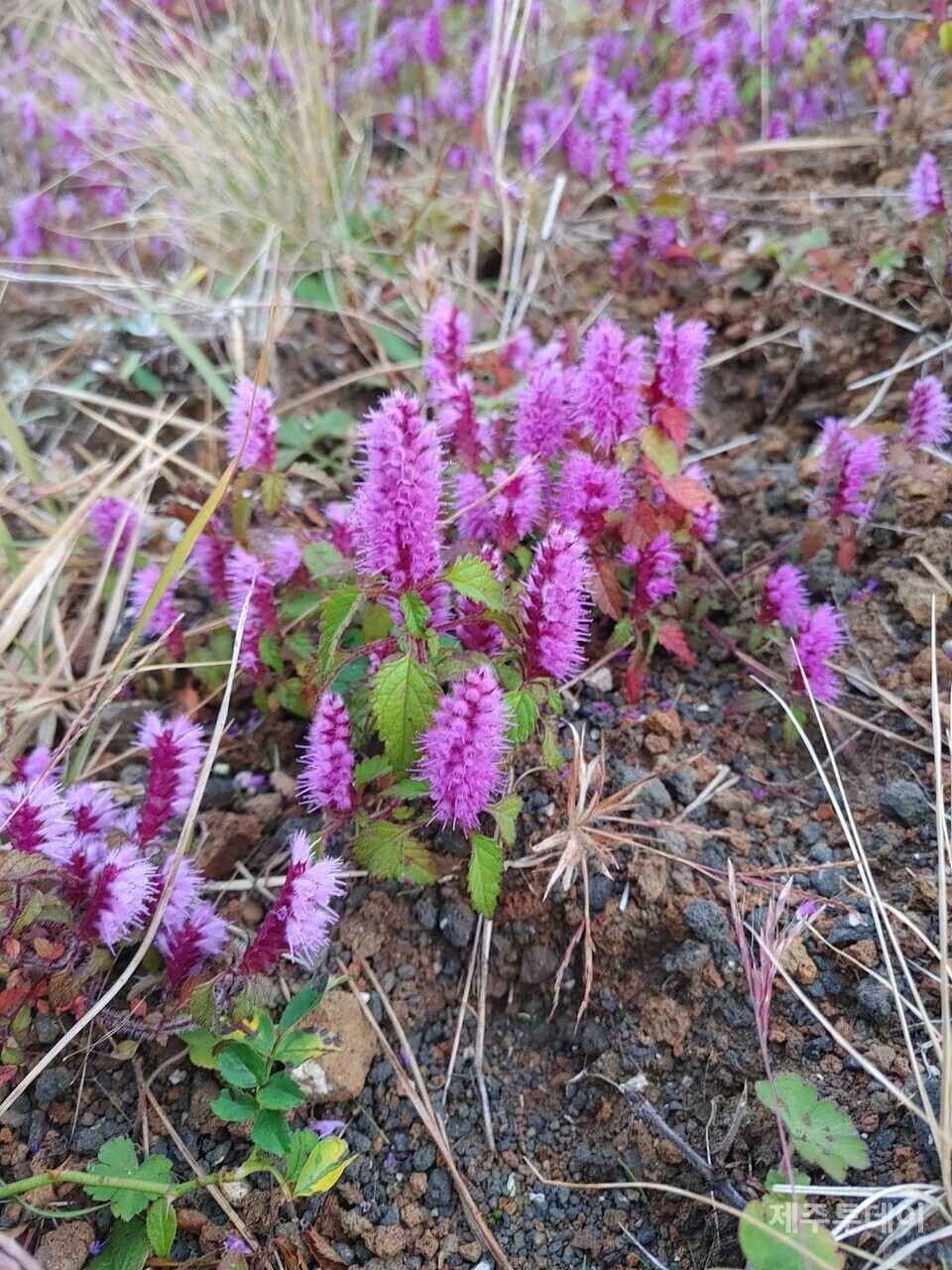 붉은꽃 향유. (사진=송기남)