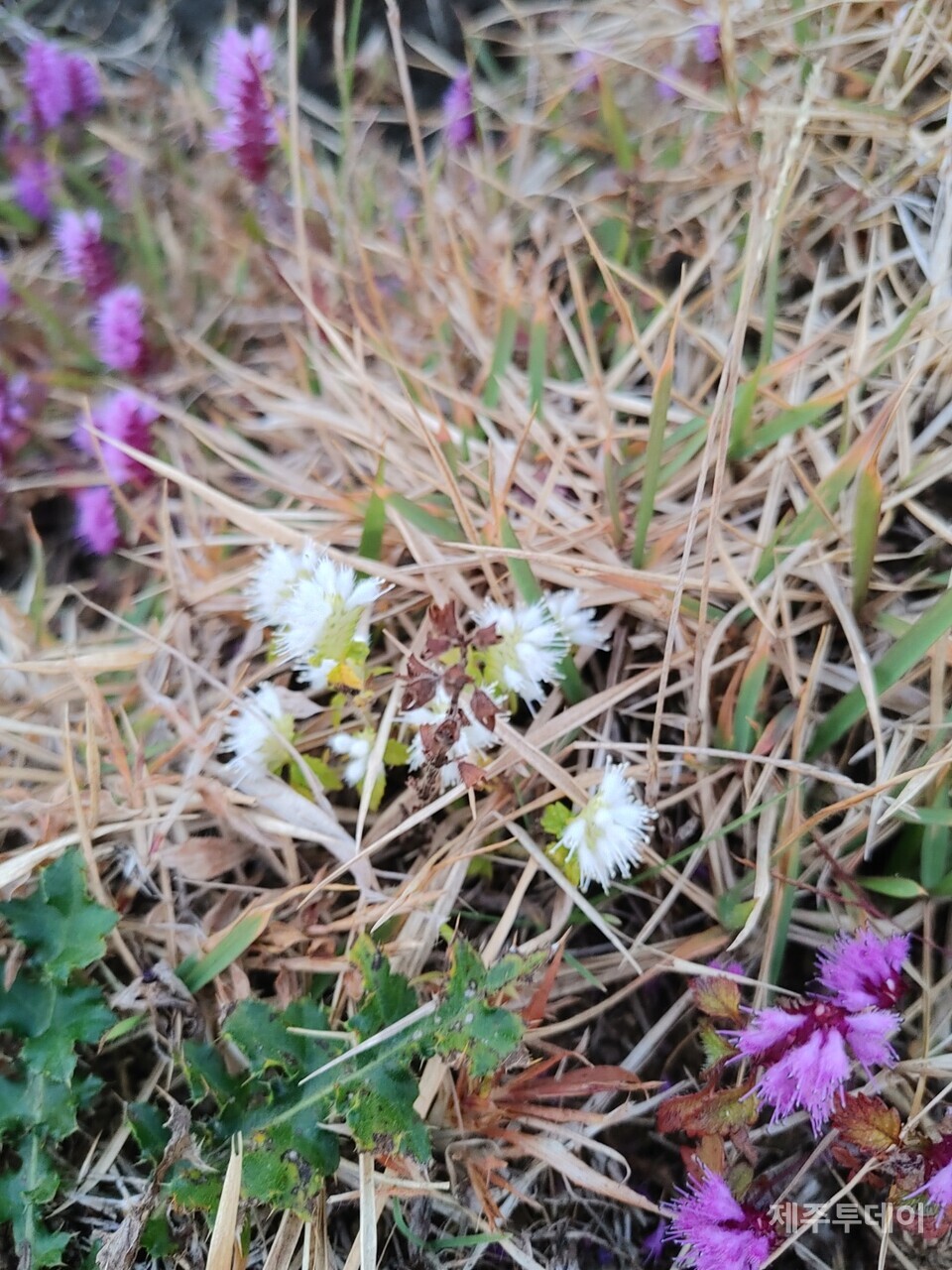 하얀꽃 향유. (사진=송기남)