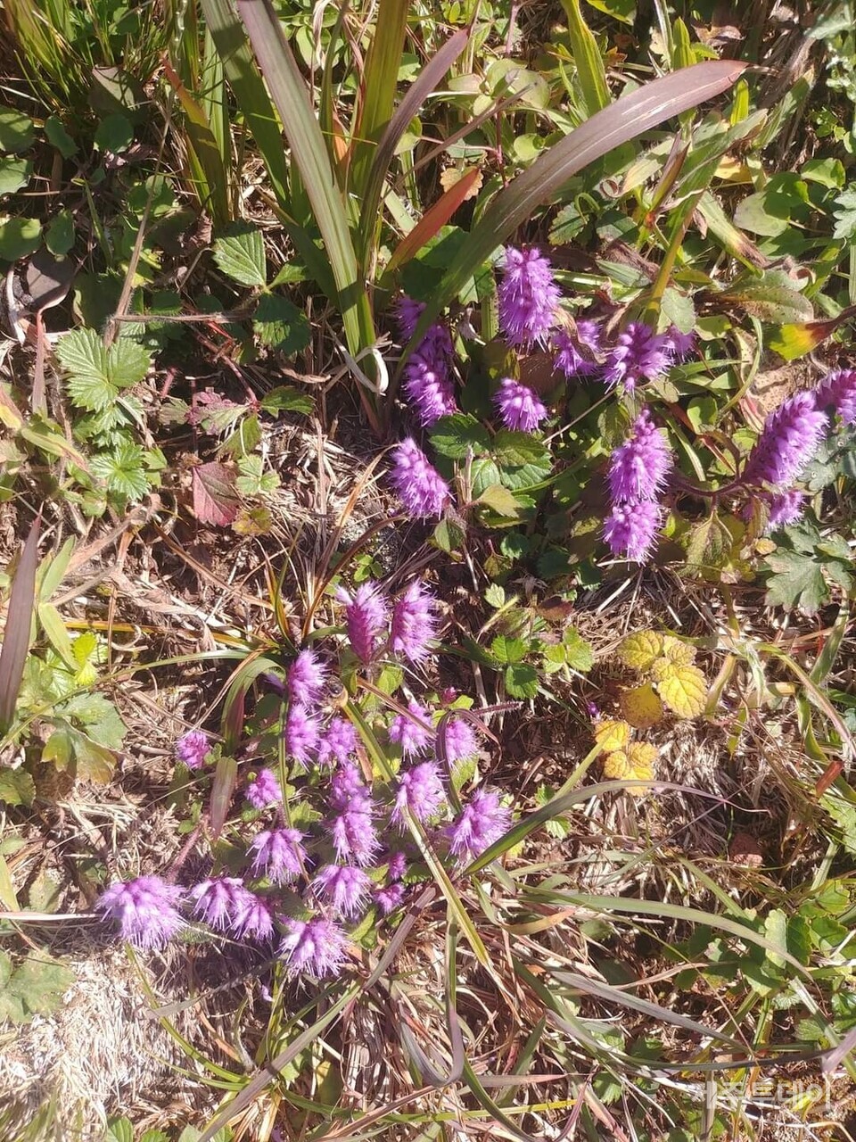 붉은꽃 향유. (사진=송기남)