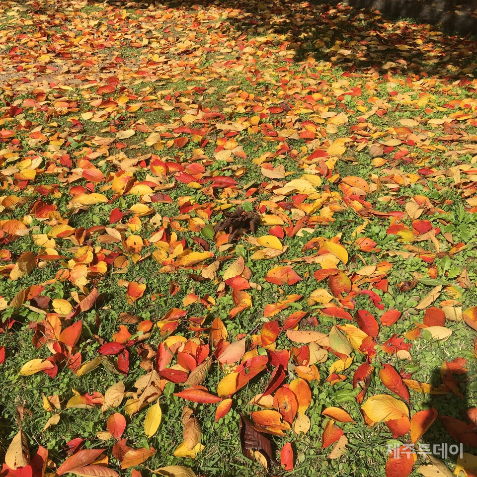 단풍 낙엽 자료사진. (사진=박지희)