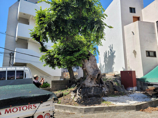 각시당 : 각시당은 제주시 구도심에 있는 제주성에서 가장 가까운 곳에 자리한 당입니다. 각시당은 1628년 제주에 유배 온 이건李健이 집필한 규창집葵窓集에 기록될 정도로 유래가 깊습니다. 하지만 폐당된 지 오래되어 바위에 뿌리 내린 늙은 폭낭만이 이 곳이 각시당임을 말해주고 있습니다. 제주의 자연 지형과 문화적 특성으로 인해 큰 나무들은 대부분 바위틈에 뿌리를 내리고 있습니다. 그러므로 오래된 나무를 신목神木으로 모시는 ‘당’ 주변엔 자연히 ‘궤’가 많을 수밖에 없습니다. 신에게 바치는 제물을 담아두는 ‘궤’는 여러 ‘궤’ 중에 하나가 선택되어 신과 인간의 소통을 매개하고 있는 것입니다. (사진 고승욱) 