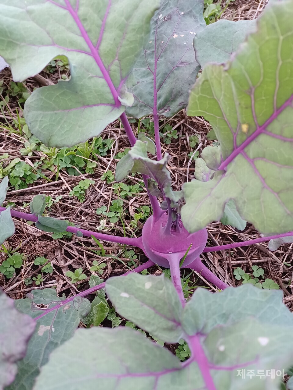풀멀칭사이로 풀이 올라오고 있다. 두텁게 덮어줬어야 했는데...(사진=김연주)