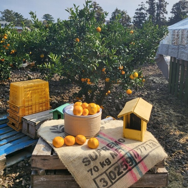 제주시 조천읍에 위치한 책방 '귤다방'에서는 가을과 겨울에 감귤따기 체험이 진행된다. (사진=요행)