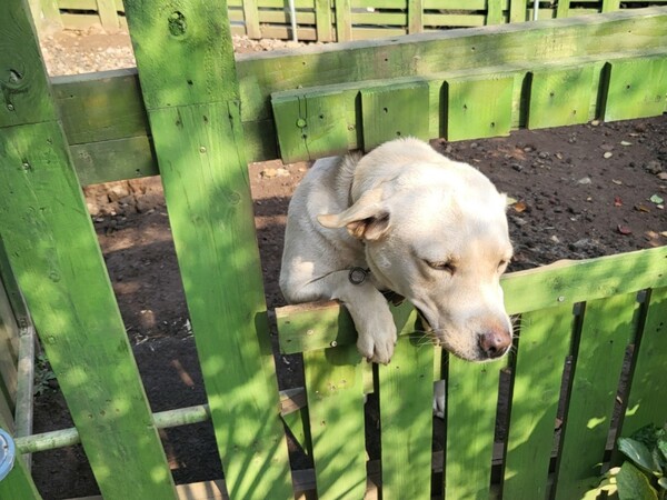 제주시 조천읍에 위치한 책방 '귤다방'. 낮에는 우리에서 시간을 보내는 책방지기 반려견 '금이'.  (사진=요행)
