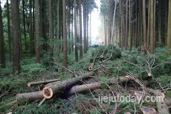비자림로의 벌목된 삼나무들(사진=제주투데이DB)