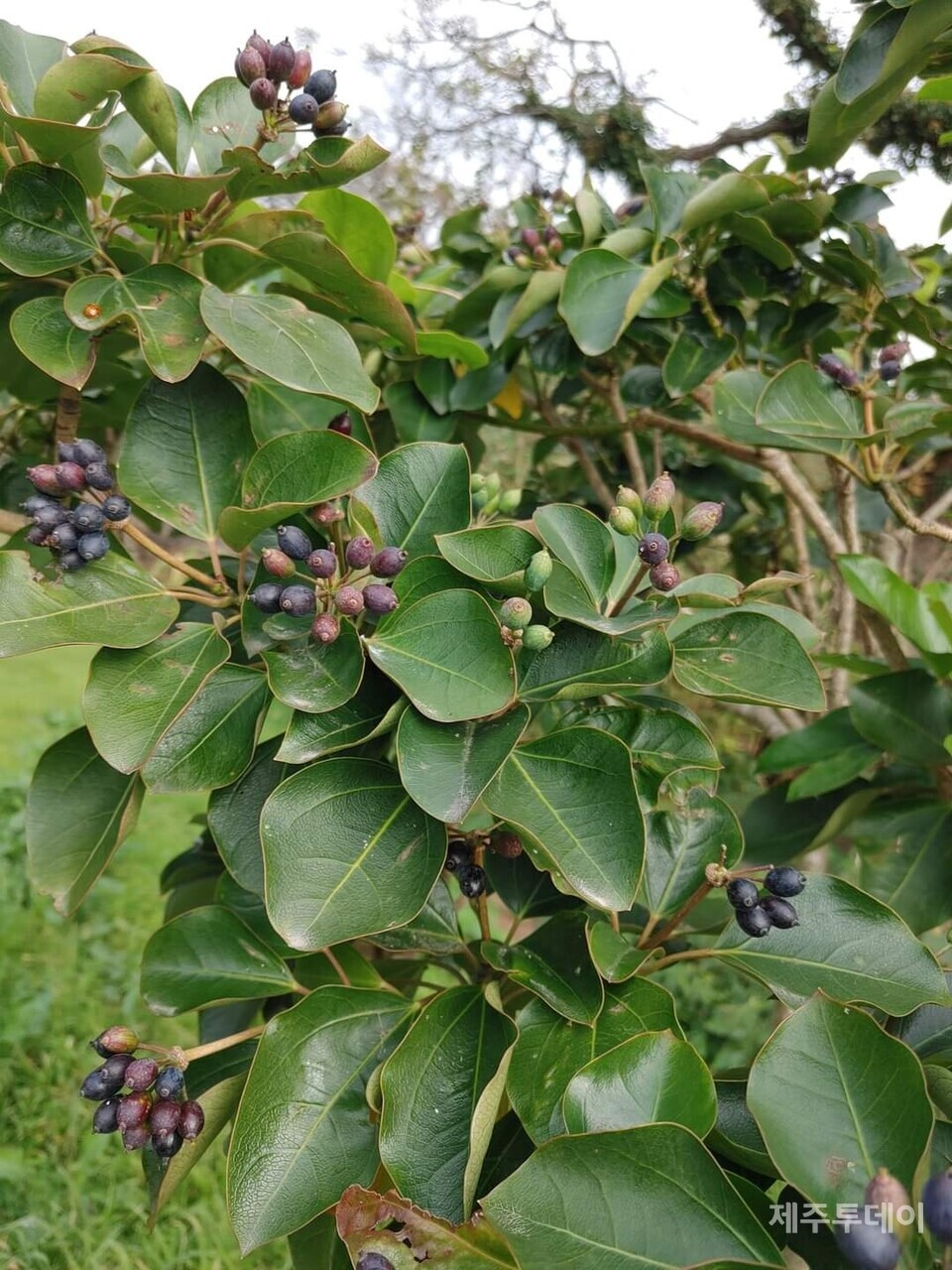 황칠나무와 열매. (사진=송기남)