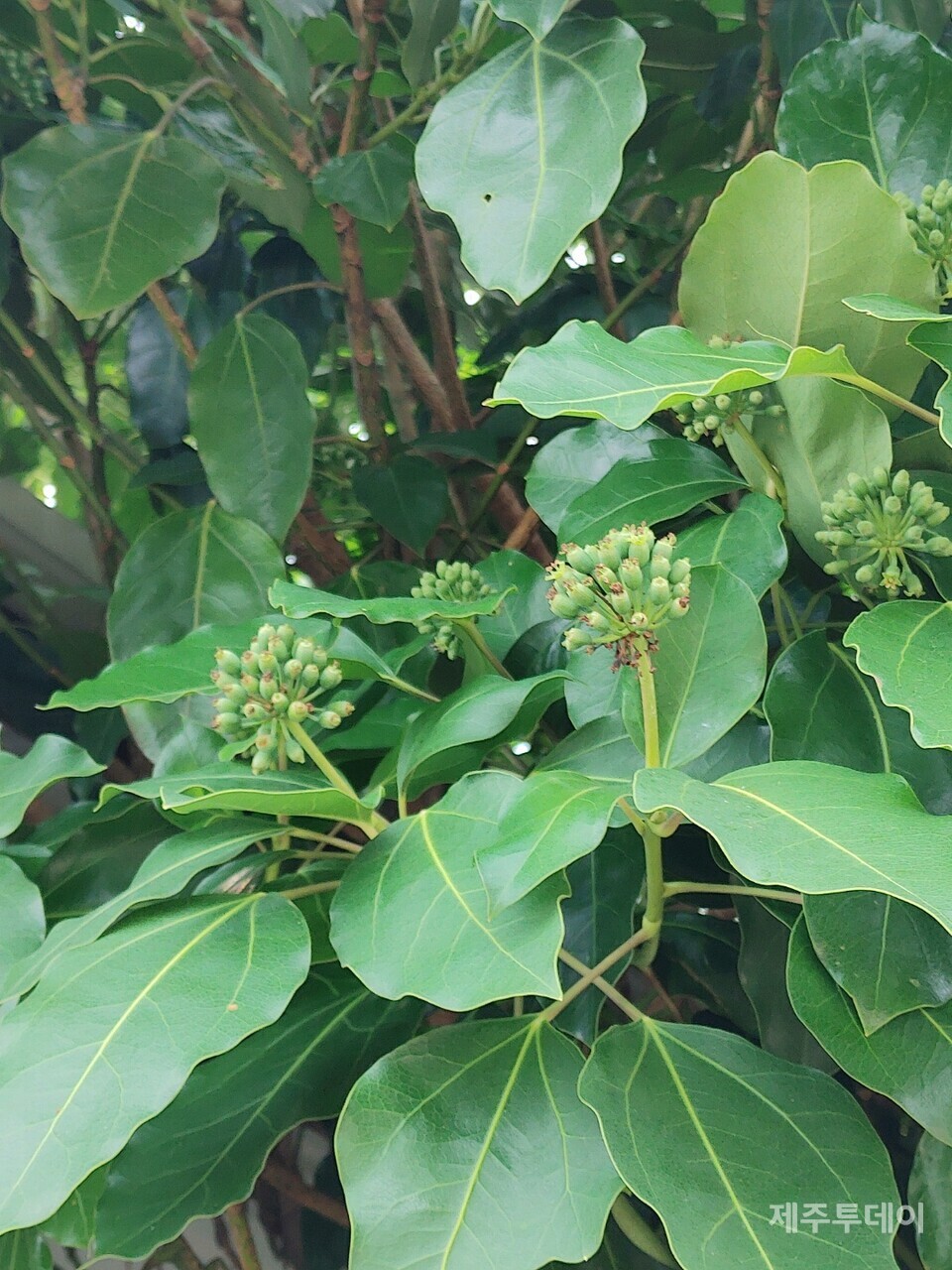 황칠나무와 열매. (사진=송기남)