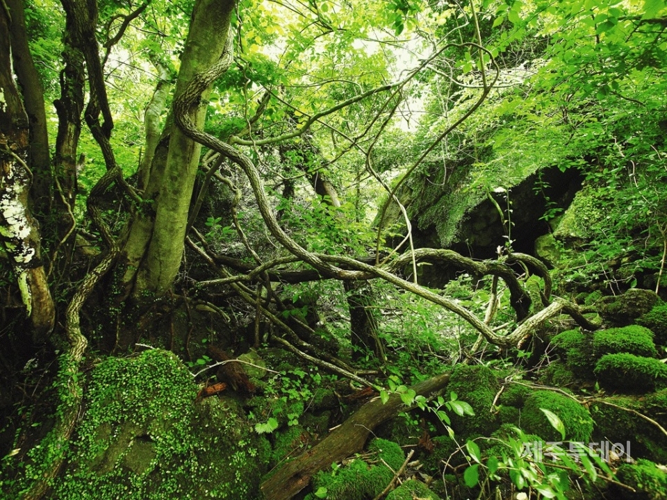 곶자왈 자료사진. (사진=제주특별자치도 제공)
