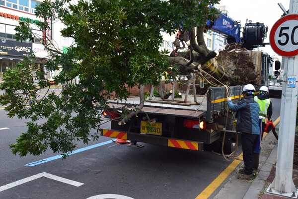 벌목된 가로수(사진=가로수시민연대 제공)