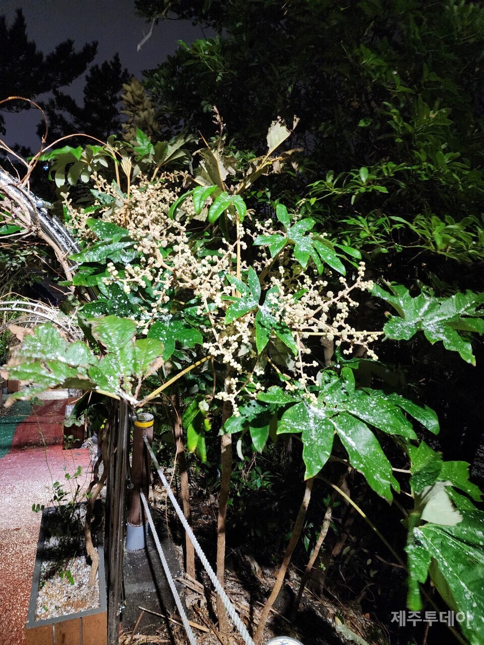 통탈목 꽃 핀 모습. (사진=송기남)