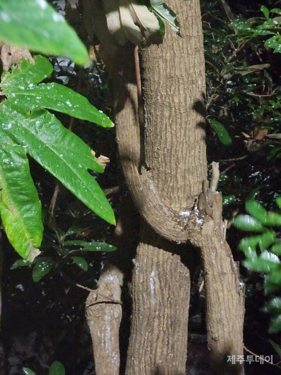 통탈목 나무줄기. (사진=송기남)